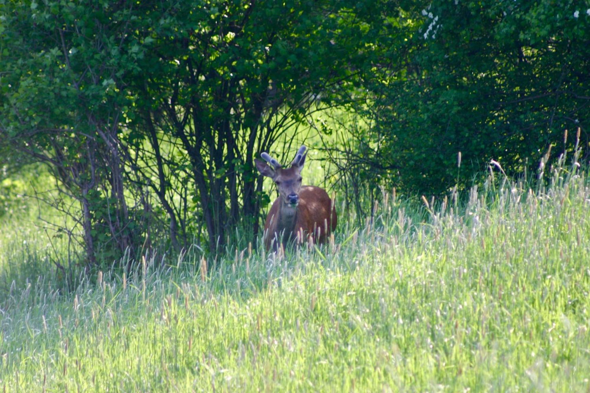 Brown Deer - Z Sauna Na Tarasie, Jacuzzi I Widokiem Na Gory - By Deer Hills Luxury Apartments Kocon Exteriér fotografie